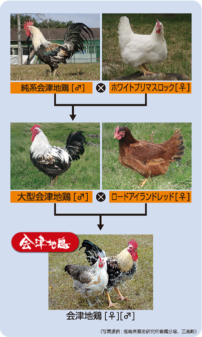 会津地鶏の交配様式